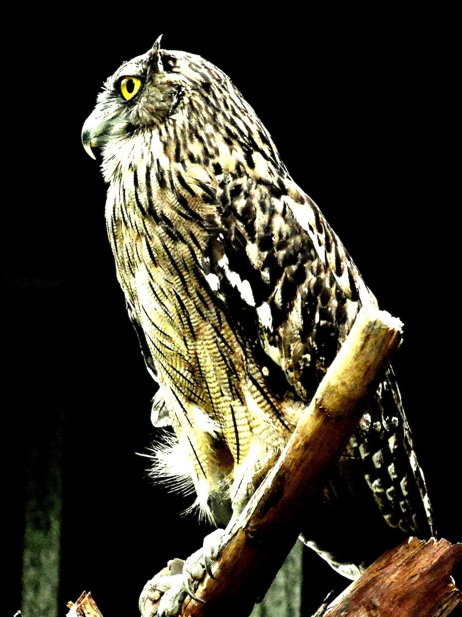 Brown Fish-Owl - ML204957591