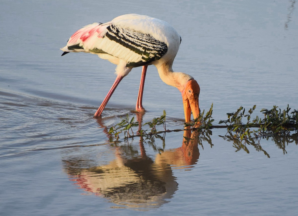 Painted Stork - ML204957641
