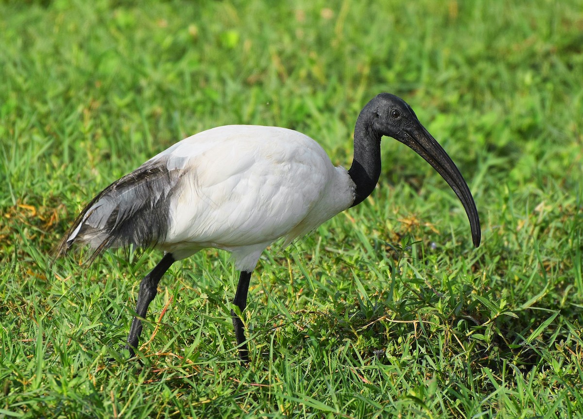 Black-headed Ibis - ML204957711