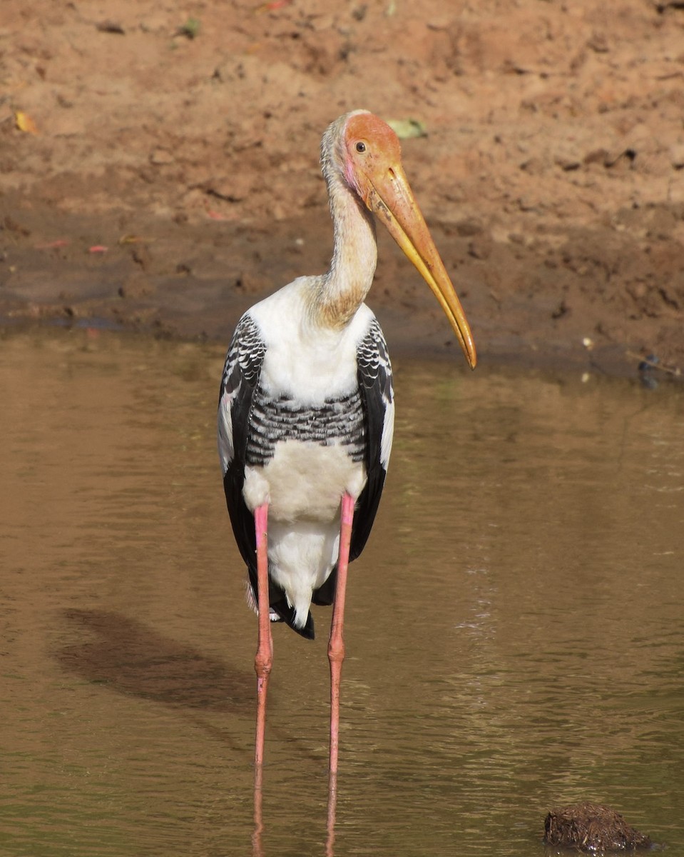 Painted Stork - ML204957721