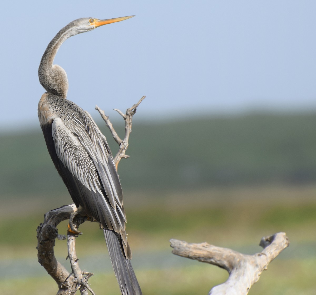 Oriental Darter - ML204957781