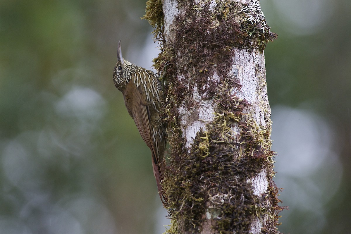 Montane Woodcreeper - ML204957861