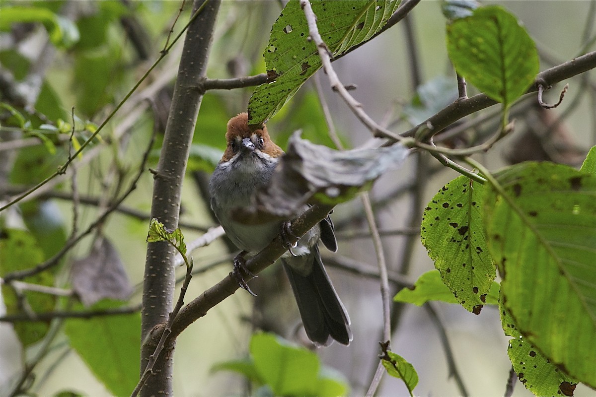 Rufous-eared Brushfinch - ML204958011