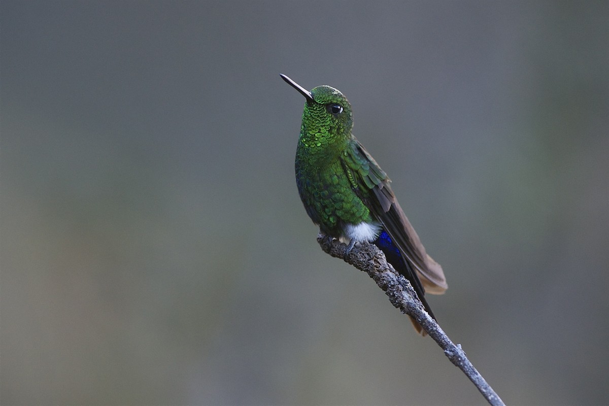 Sapphire-vented Puffleg (Coppery-naped) - Marc FASOL