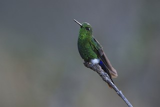 Calzadito Colilargo (Sureño) - eBird