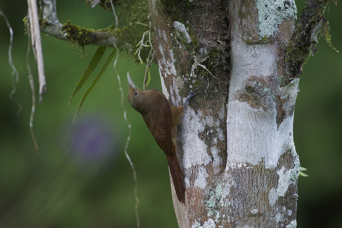 Cinnamon-throated Woodcreeper - Marc FASOL