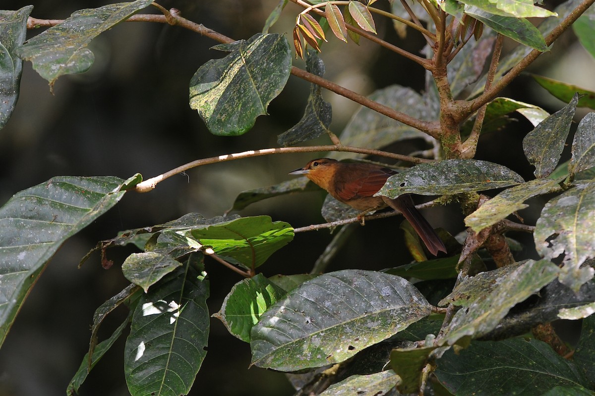 Buff-fronted Foliage-gleaner - ML204958181