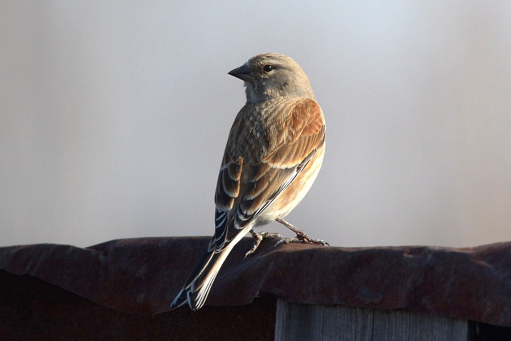 Eurasian Linnet - ML204958321