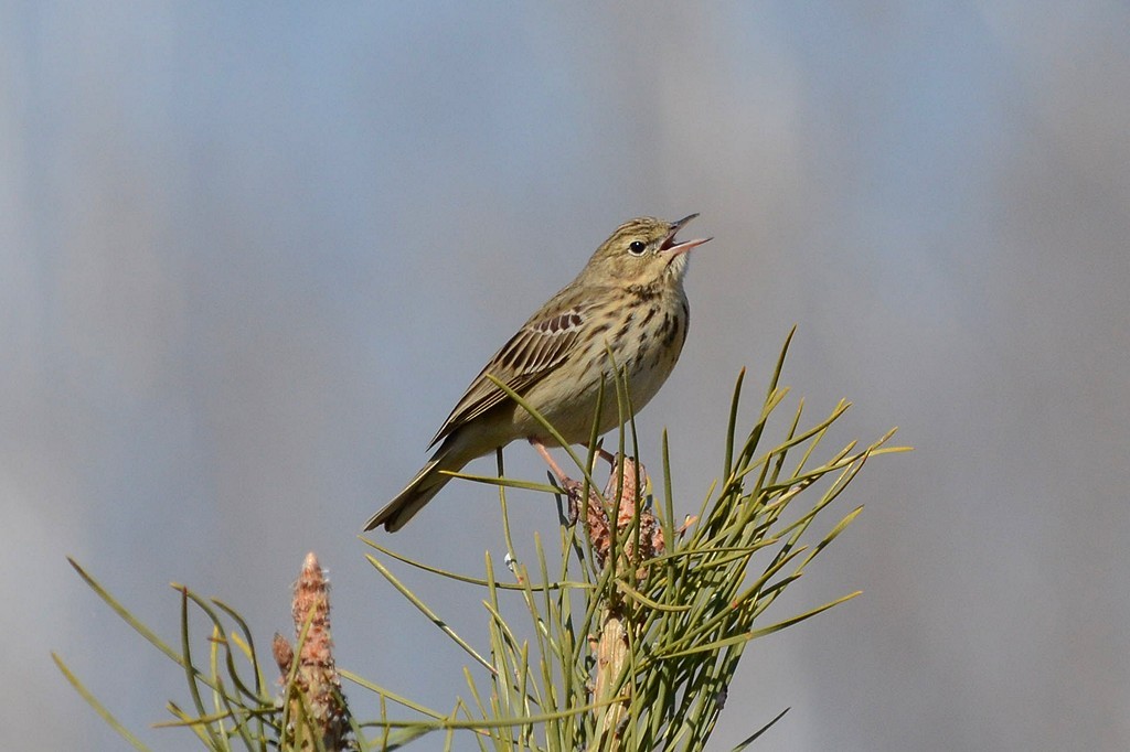 Tree Pipit - ML204958331