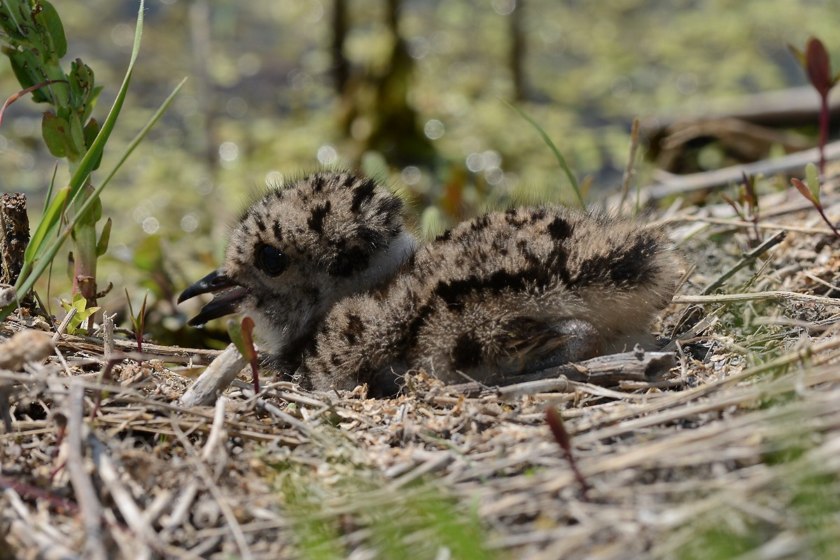 Northern Lapwing - ML204958341