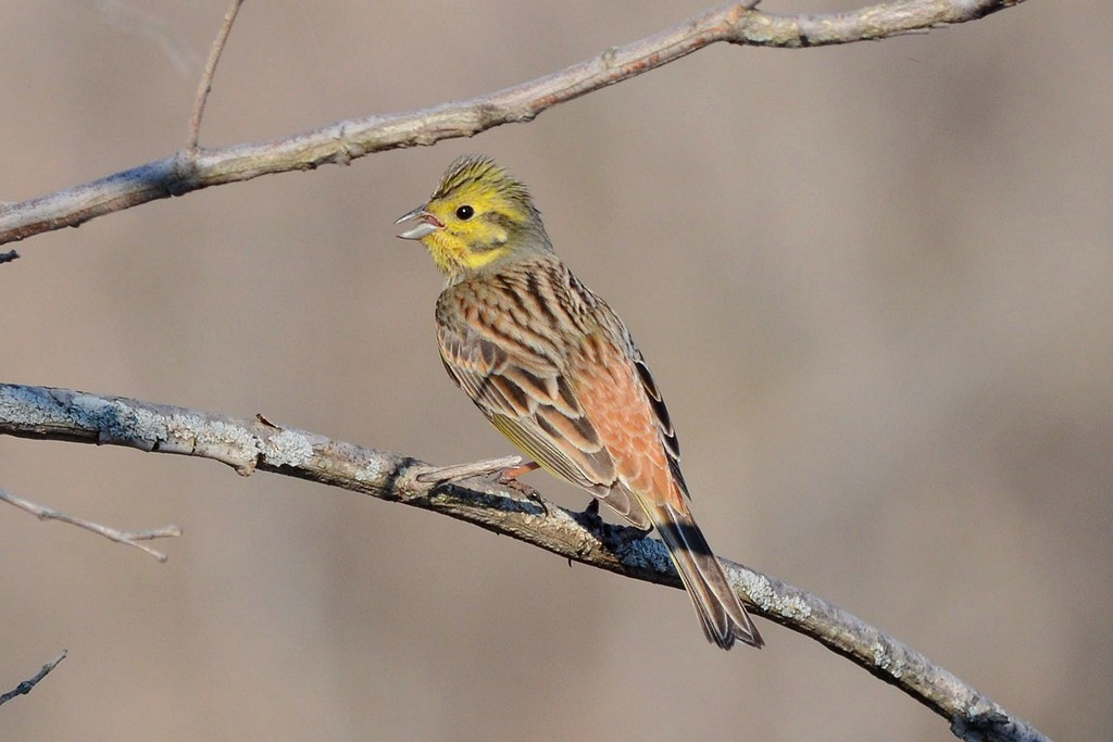 Yellowhammer - ML204958351