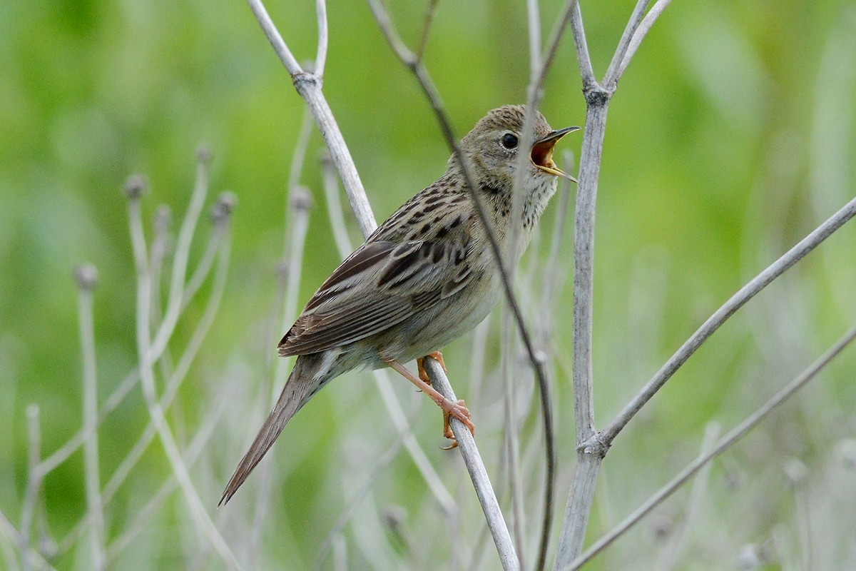 Common Grasshopper Warbler - ML204958381