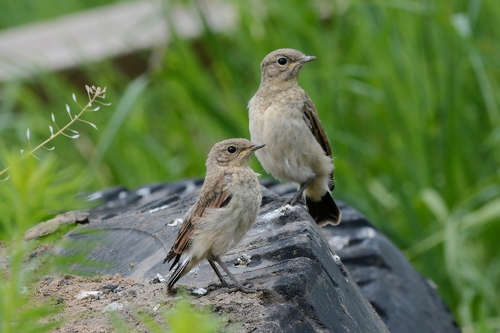 Northern Wheatear - ML204958401