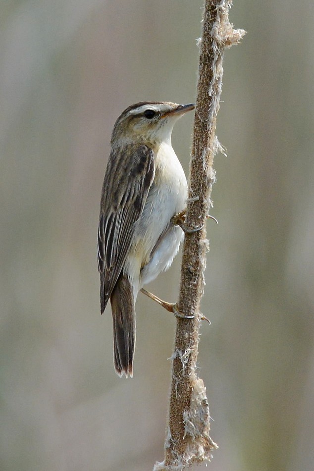 Sedge Warbler - ML204958431