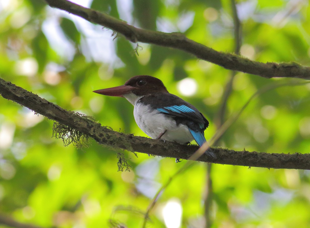 Chocolate-backed Kingfisher - ML204958541