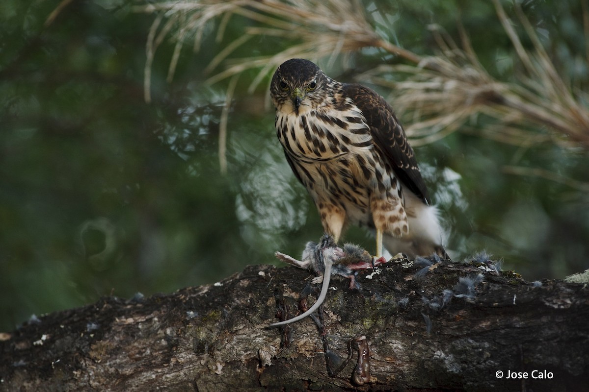 Chilean Hawk - ML204958941