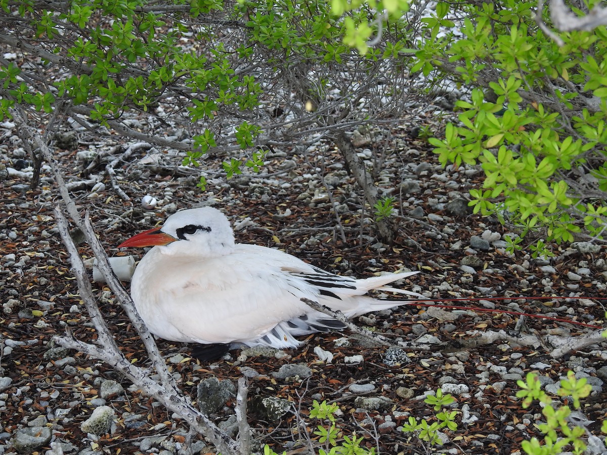 Red-tailed Tropicbird - ML204959471