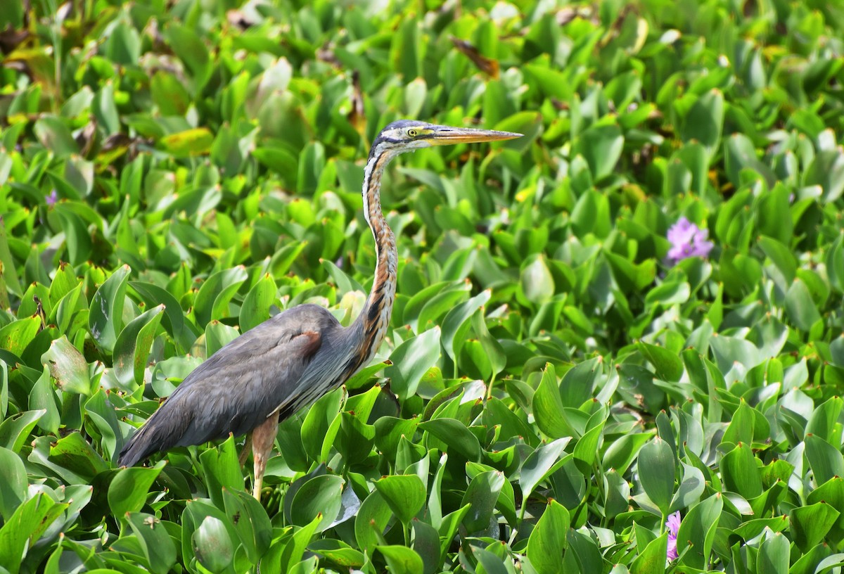 Purple Heron - ML204959491