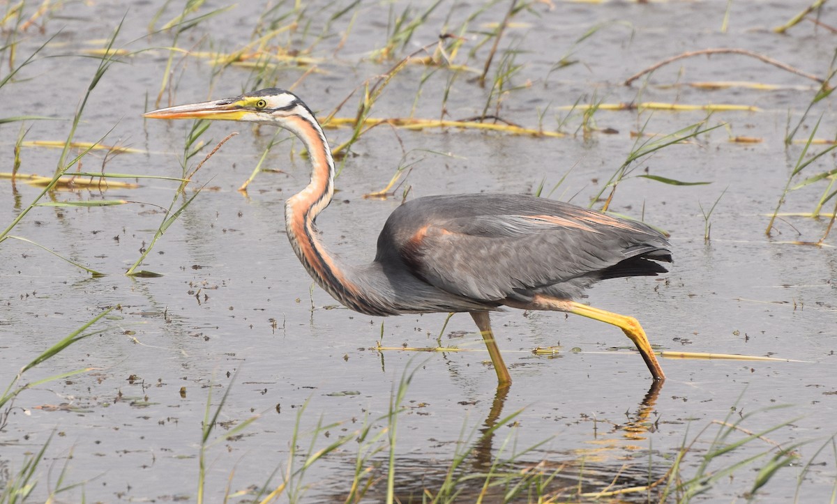 Purple Heron - Asiri  Gauthamadsa