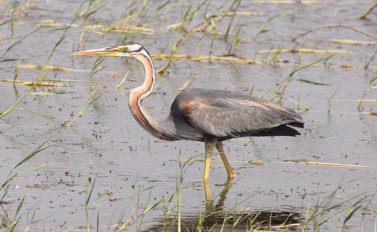Purple Heron - ML204959531
