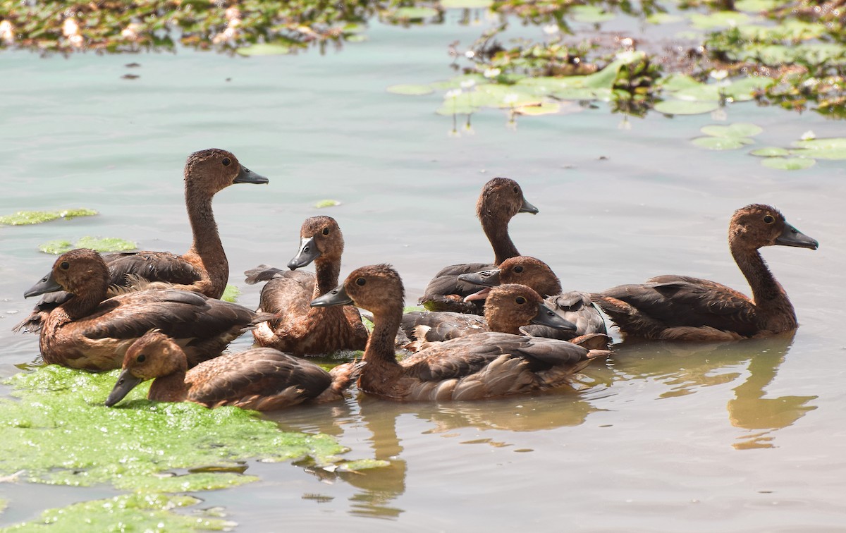 Lesser Whistling-Duck - ML204959541