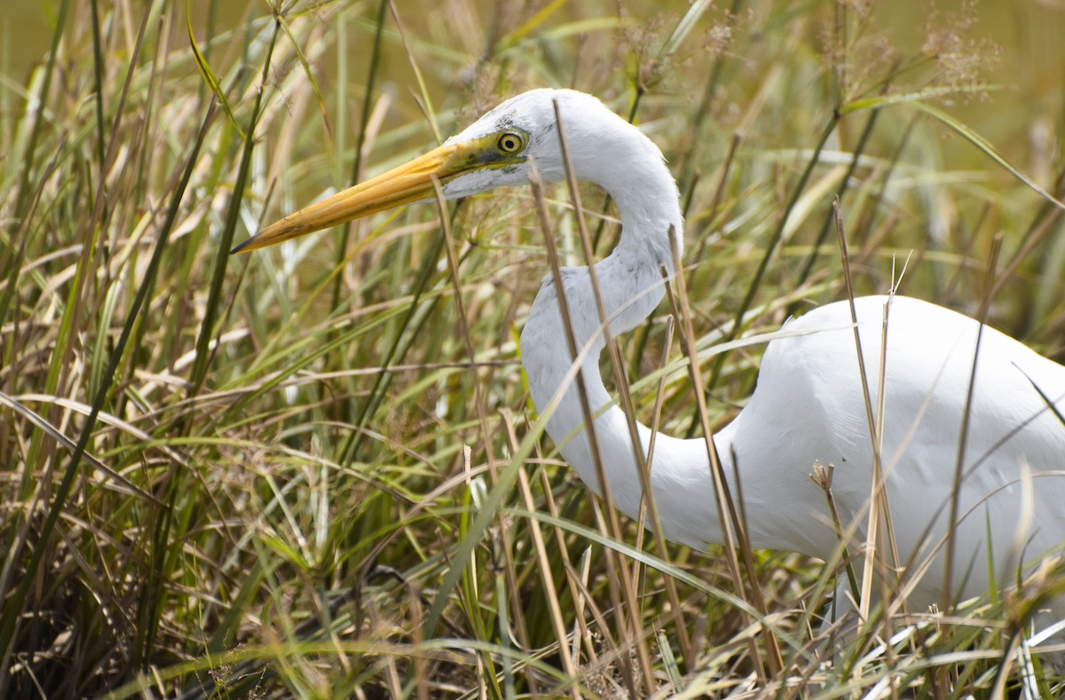 Great Egret - ML204959601