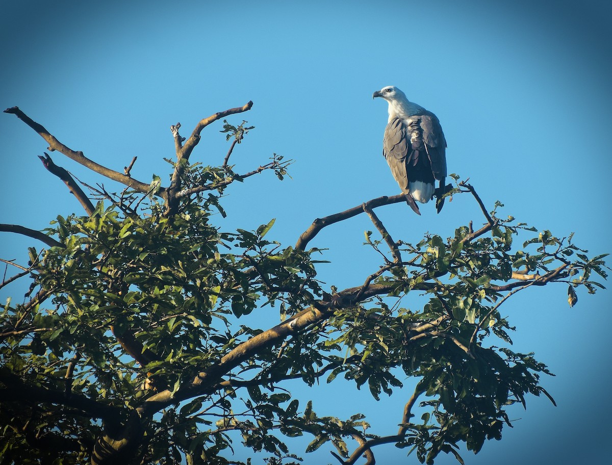 White-bellied Sea-Eagle - ML204959671