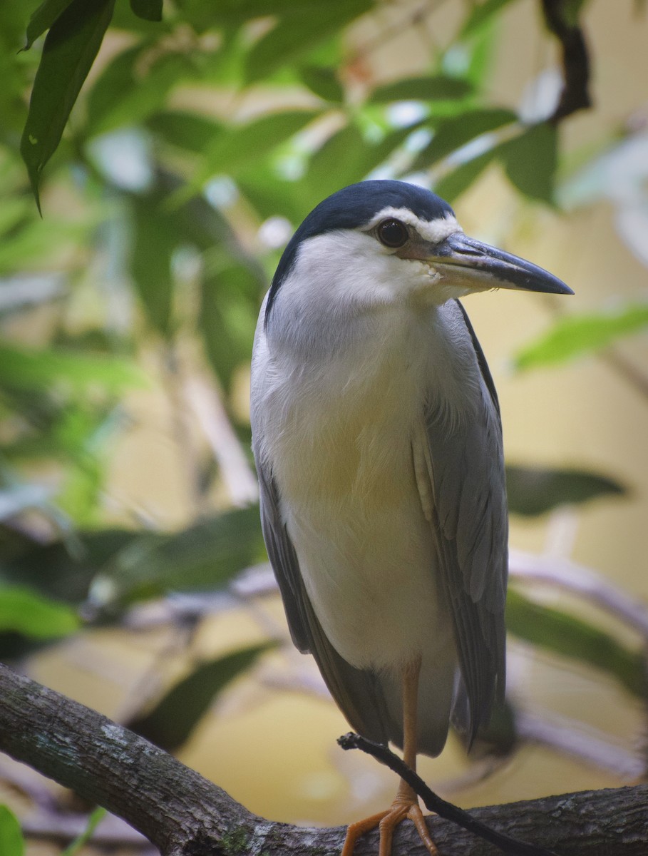 Black-crowned Night Heron - ML204959681