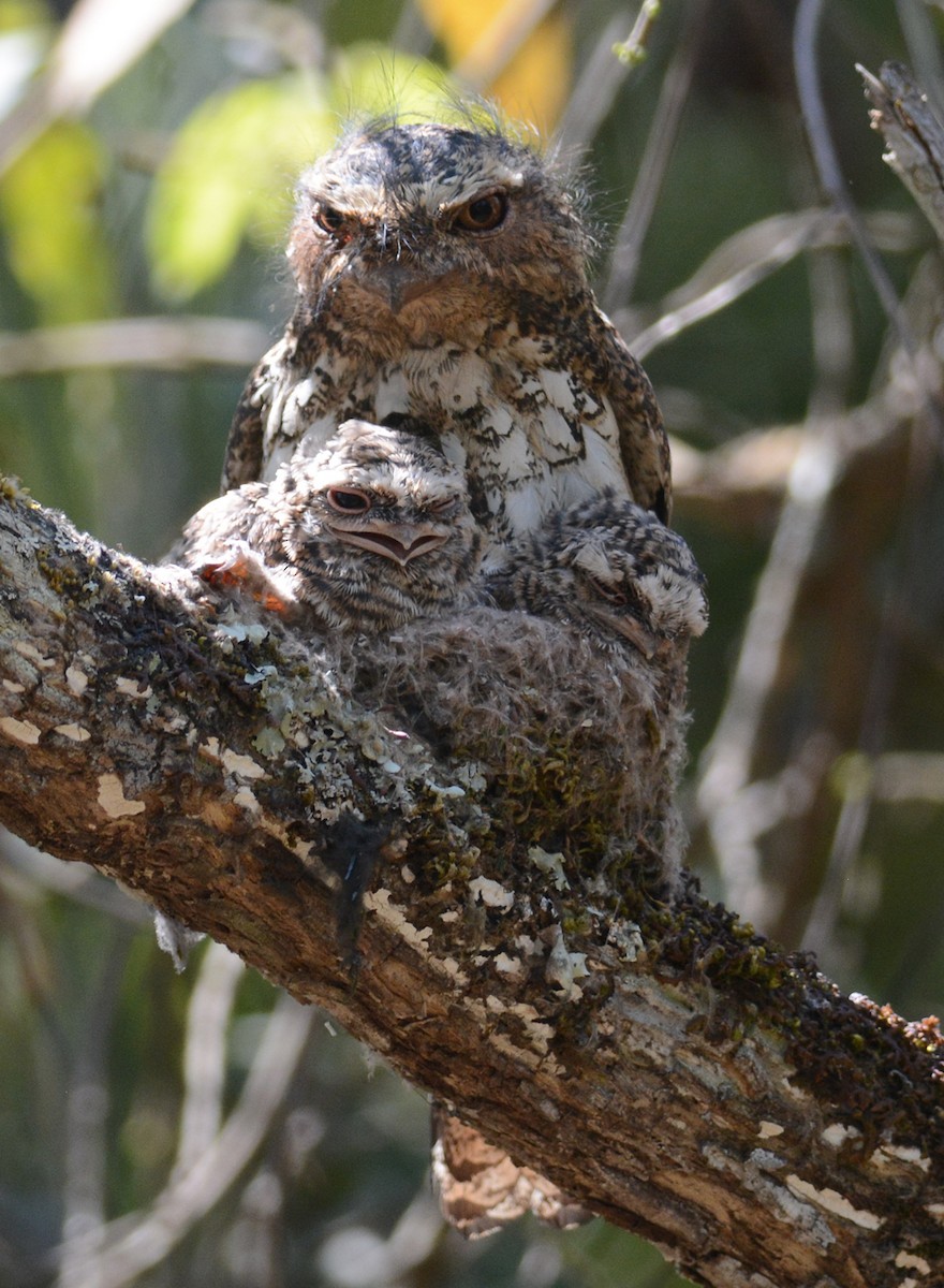 Hodgson's Frogmouth - ML204959691