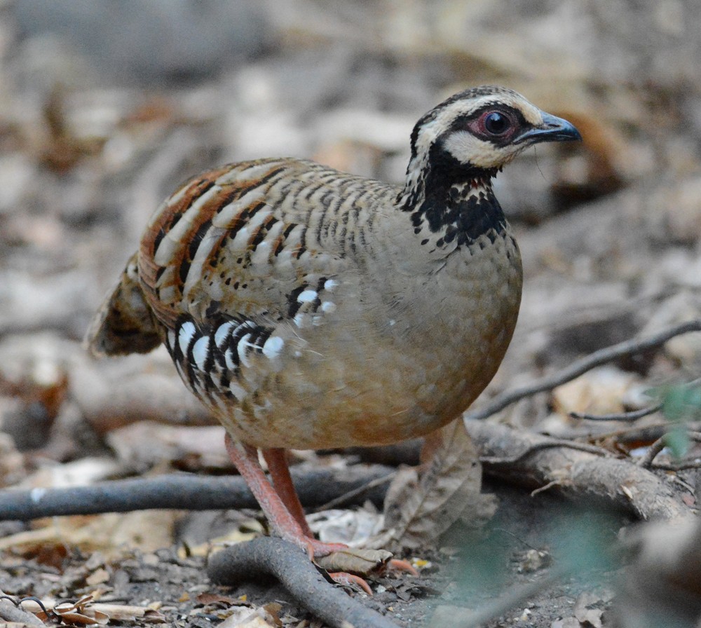 Bar-backed Partridge - ML204959711