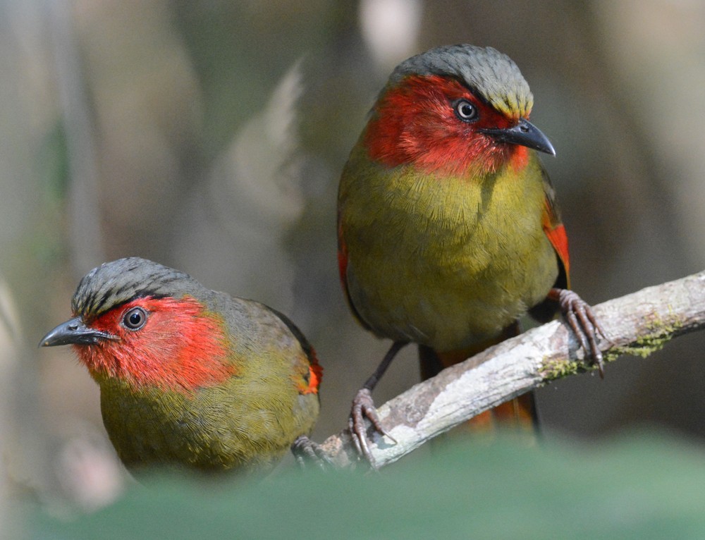 Scarlet-faced Liocichla - Mark Van Beirs