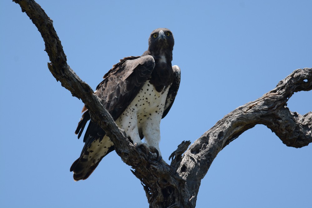 Martial Eagle - ML204959801