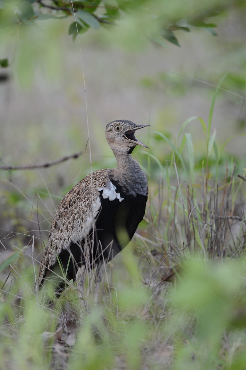 Red-crested Bustard - ML204959811