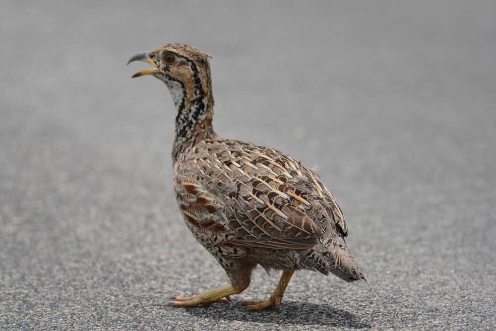Shelley's Francolin - ML204959831