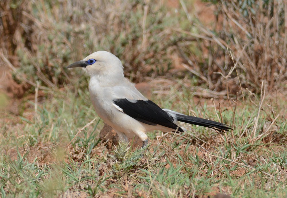 Ethiopian Bushcrow - ML204959871