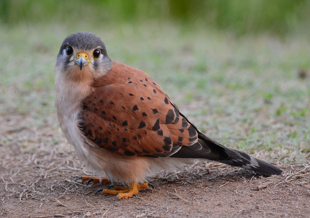 Seychelles Kestrel - ML204959891