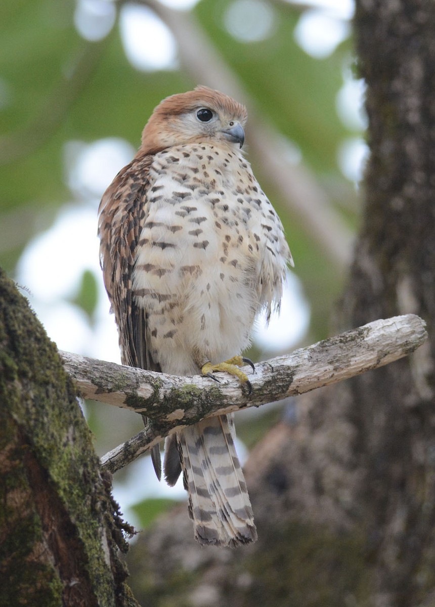 Mauritius Kestrel - ML204959921