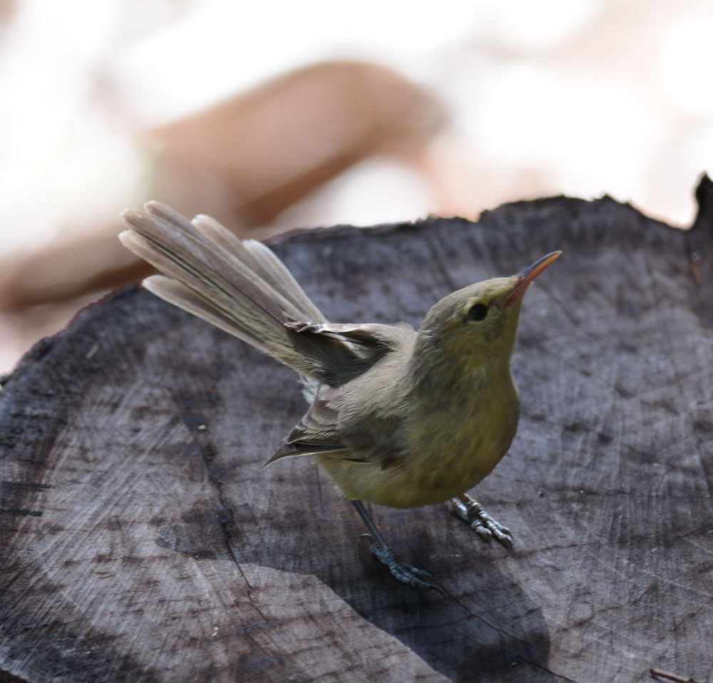 Rodrigues Warbler - ML204959931