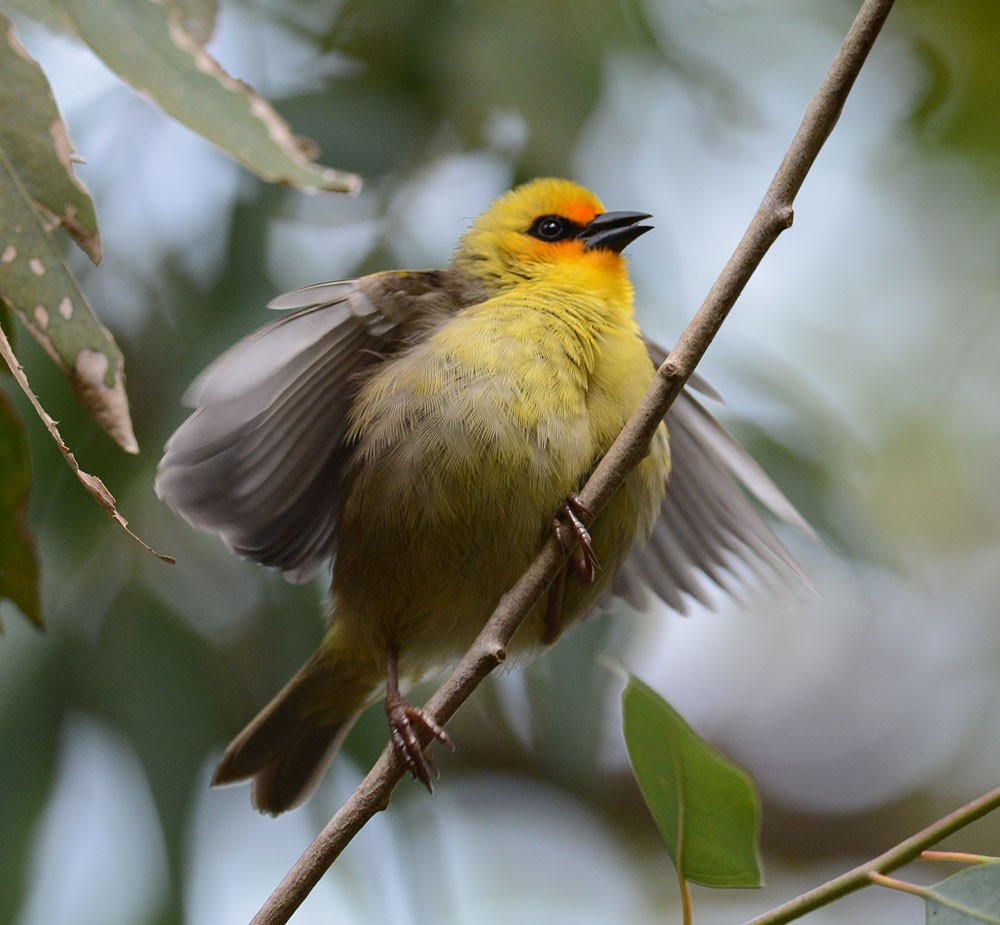 Rodrigues Fody - ML204959951