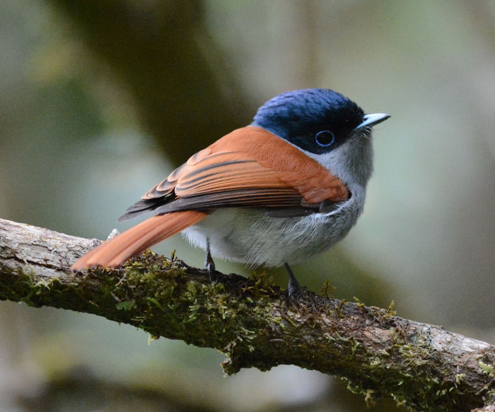 Mascarene Paradise-Flycatcher - ML204959961