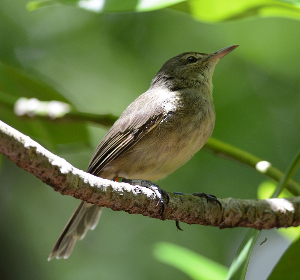 Seychelles Warbler - ML204959971