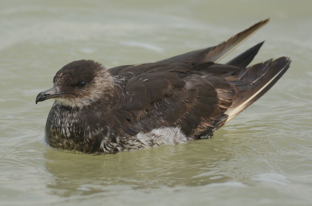 Parasitic Jaeger - ML204960021