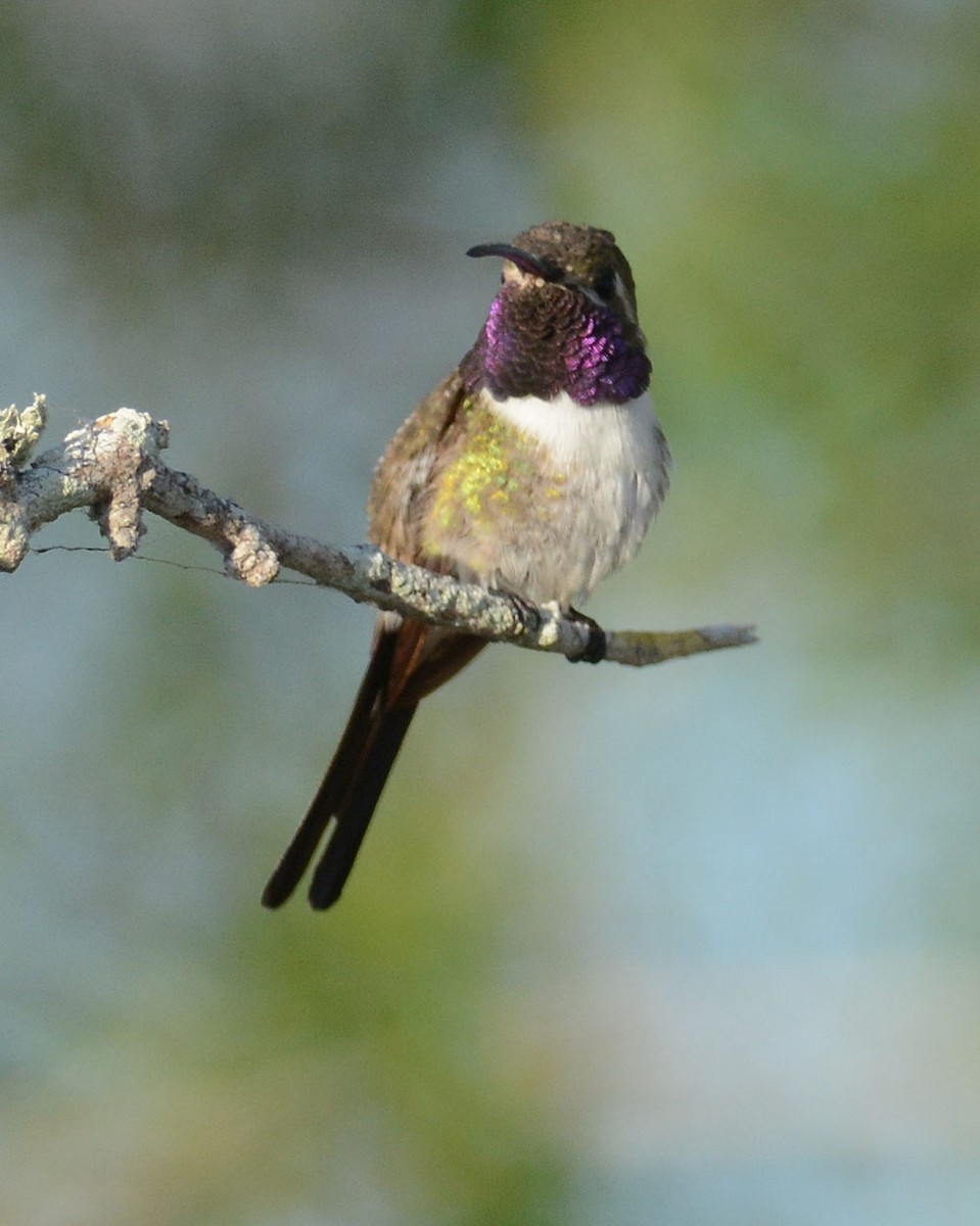 Mexican Sheartail - Mark Van Beirs