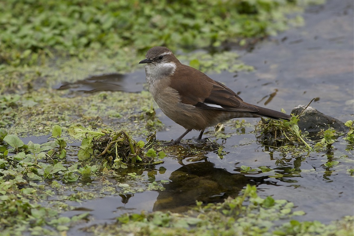 White-winged Cinclodes - Marc FASOL