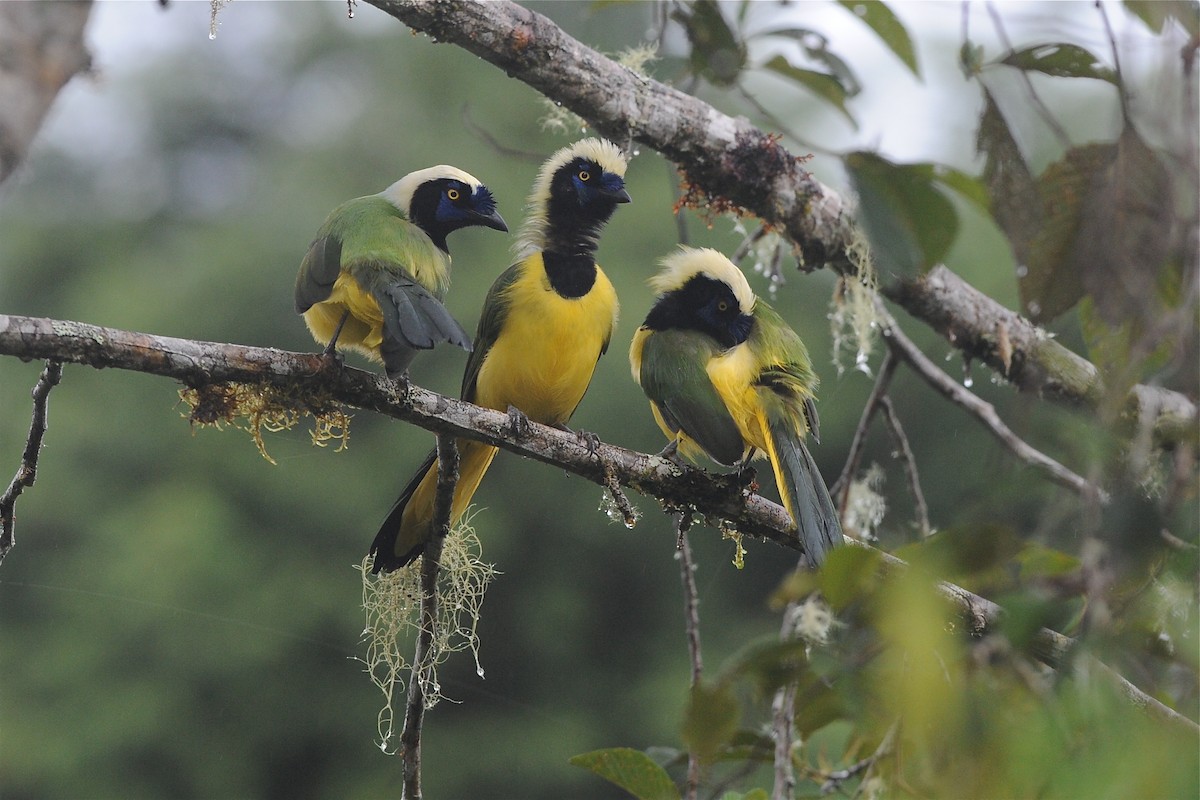 Green Jay - Marc FASOL