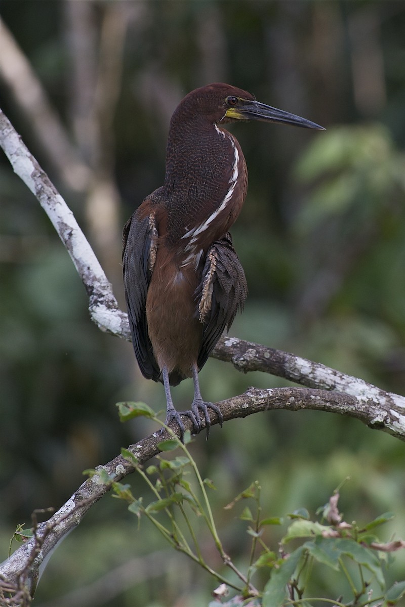 Rufescent Tiger-Heron - Marc FASOL