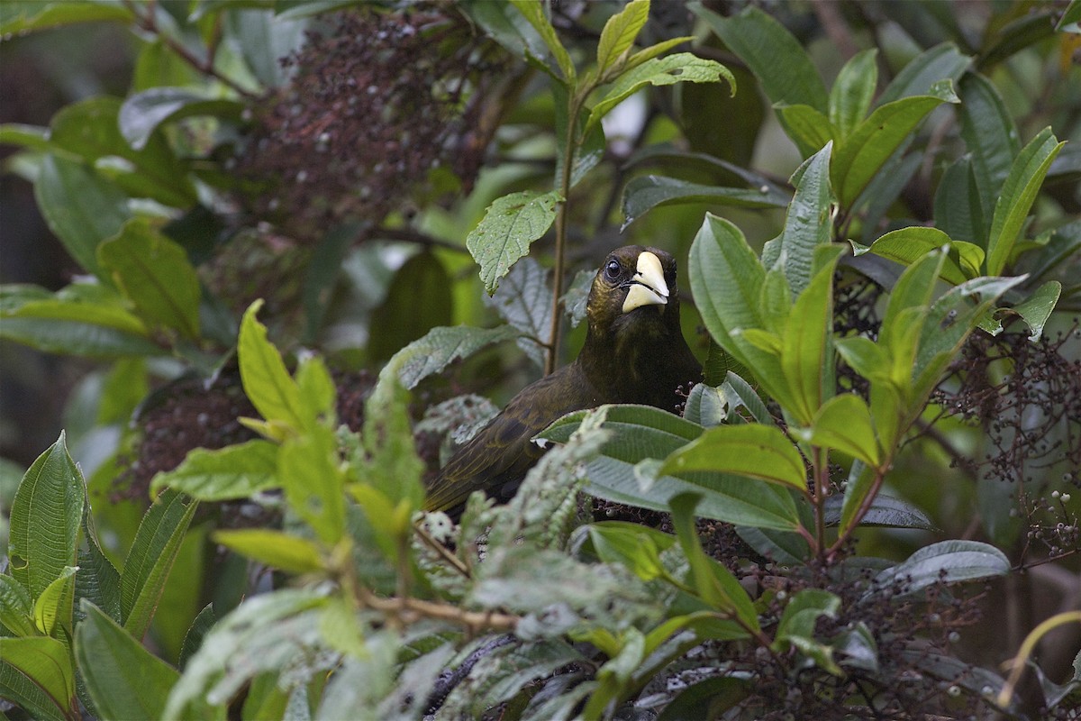 Dusky-green Oropendola - ML204960321