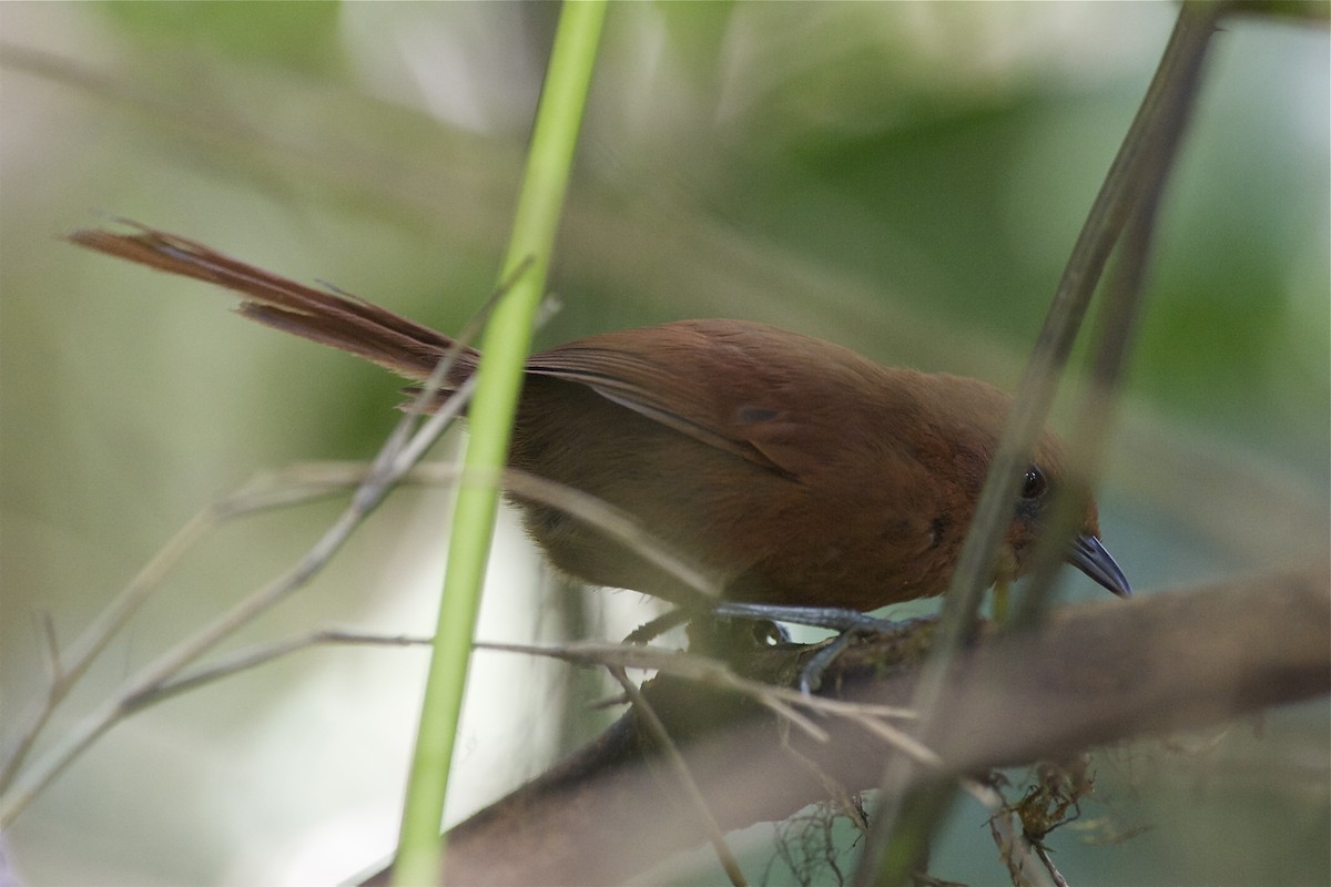 Rufous Spinetail (unirufa) - ML204960371