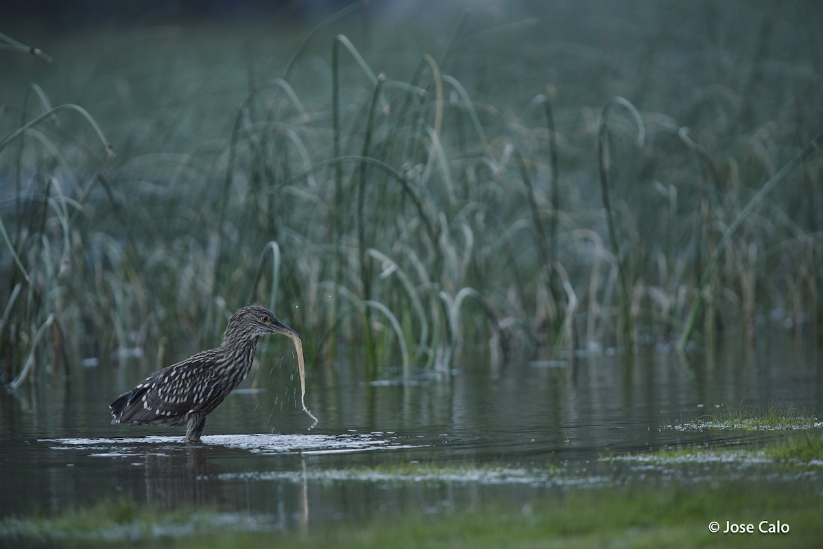 Black-crowned Night Heron (Dusky) - ML204960611