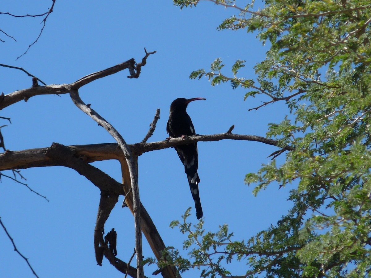 Violet Woodhoopoe (Violet) - ML204960661